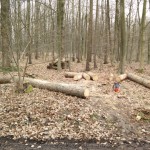 Wald-Erlebnis-Pfad